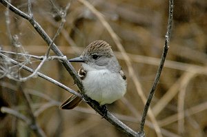 Flycatcher, Ash-throated, 2005-06071975